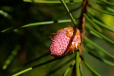 Picea breweriana - smrk brewerův - pupen